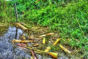 parts of a banana tree in water