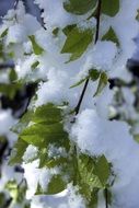 closeup photo of Snow Leaves