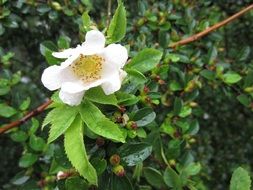 opened white blossom of a tree in spring