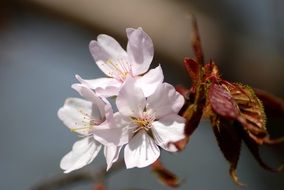 Flowers Apple Tree