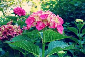 Hydrangea Plant