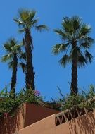 palm trees in the hotel garden