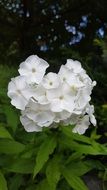 closeup photo of snow-white bloom of phlox