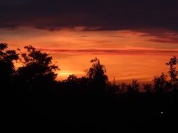 golden sunset over dense black forest