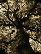 old Crooked Tree, bottom view