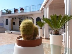 potted plants on terrace of hotel