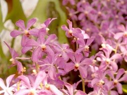 small purple orchids close-up