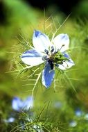Blossoming white and blue flowers in the garden in summer