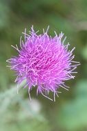 thistle like a flower
