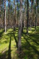 coniferous forest in sunny day