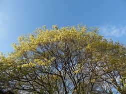 photo of spring tree crown
