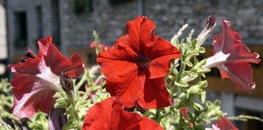 colorful garden plant with red flowers under the bright sun