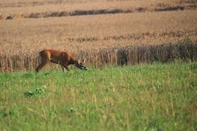 roe deer in the cornfield