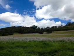 green grass and blooming cornflowers on the field