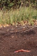 Root Ground