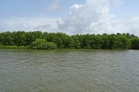 green forest near estuary