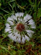 dandelion with seeds in the grass