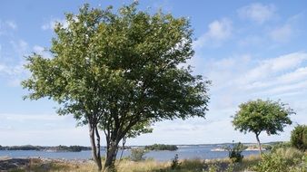green Trees on coast at Blue water, summer landscape