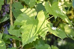 Grape vine with black berries