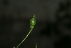 flower bud on a black background
