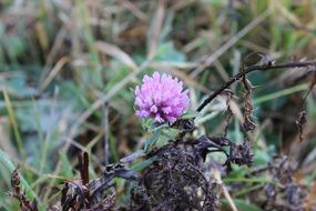 Close-up of the beautiful purple clover flower among the grass