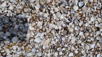 lots of sea shells