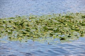 Lagoon Lake