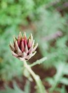 flower of unusual shape close-up