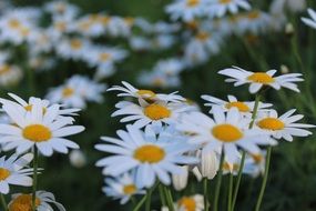glade of white daisies close-up
