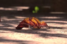 Dry Leaf Autumn Dry Nature