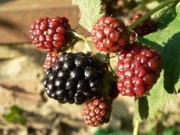 black and red blackberry berries close up