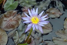 Close-up of the beautiful purple and yellow water lily in a pond in Bengaluru, India