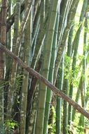 Natural Bamboo Forest