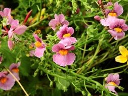 wild pink meadow flowers