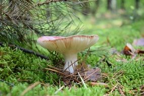 Macro Picture of Mushroom in a forest