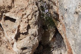 Flower Rock Nature