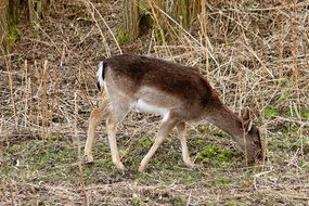 Roe Deer Eat