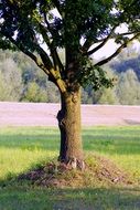 natural lonely tree on a field