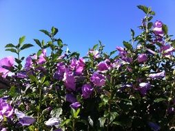 Hibiscus Spring Blossom