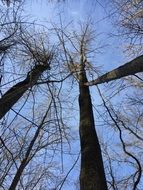 A lot of the long trees in the forest