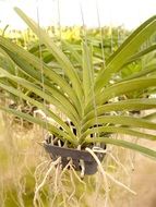 green leaves of a orchid in a pot