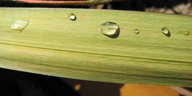 drops of water on a long green leaf close-up