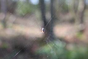 spider on a web in the forest