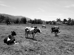 cows in a pasture in black and white image