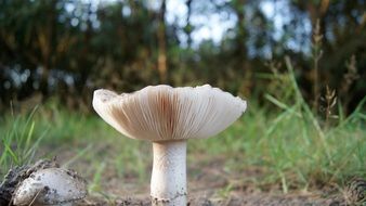white Mushroom Forest