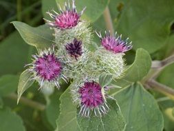 thistle with spiny purple flowers close-up on blurred background
