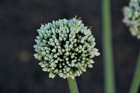 blooming onion close-up