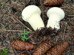 mushrooms and cones on dry grass close-up