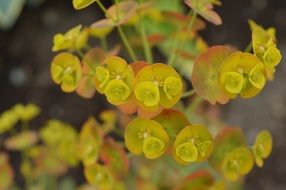 plant with unusual yellow flowers close-up