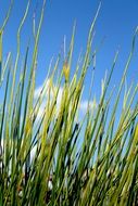 Plant Sky Plants Nature Green